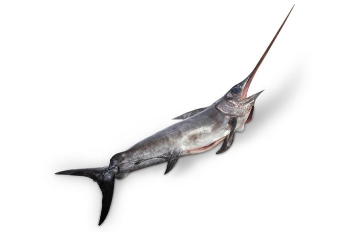 Pesce spada Mediterraneo fresco o surgelato
